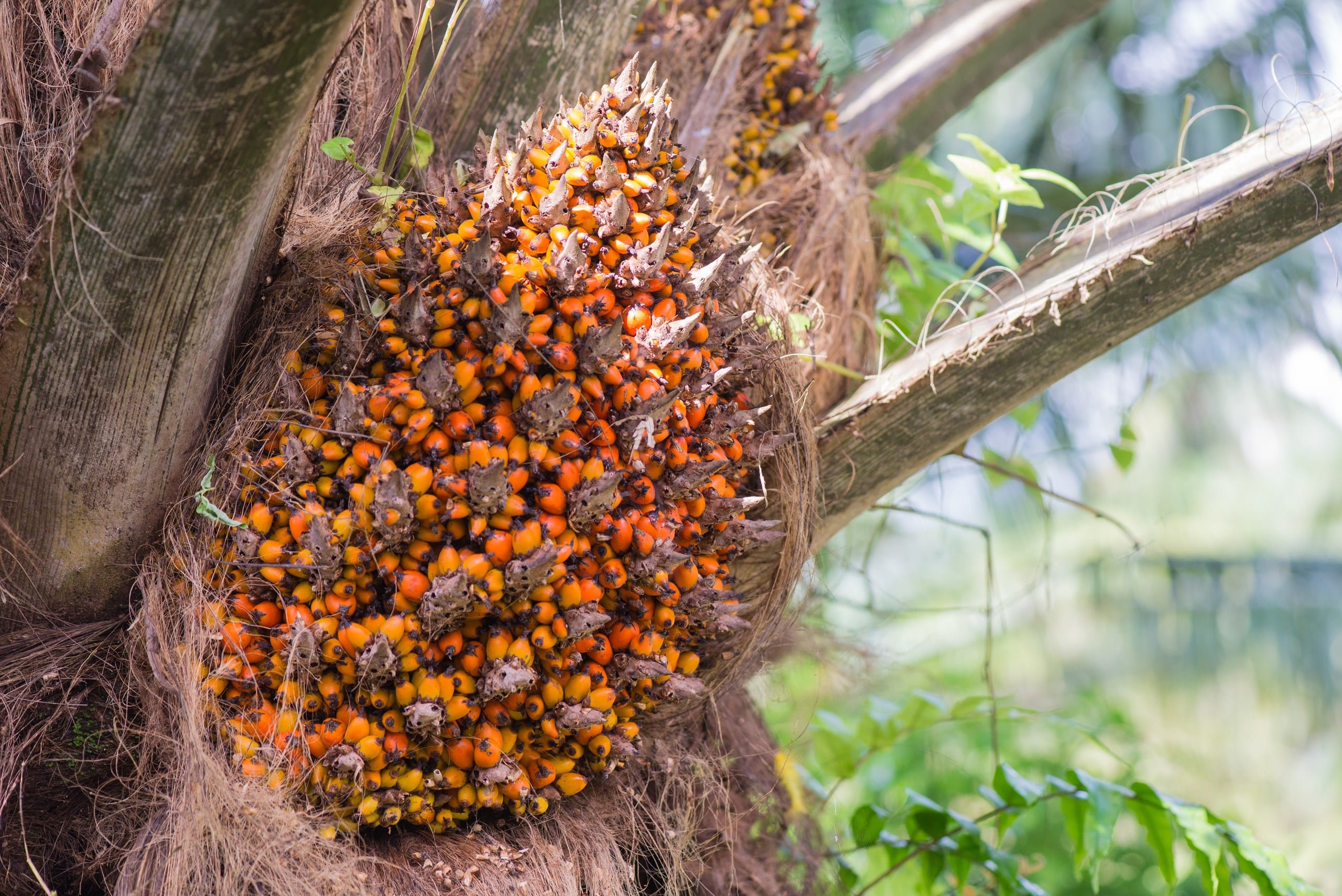 Batana (Ojon) olje, kaldpresset 100 gr
