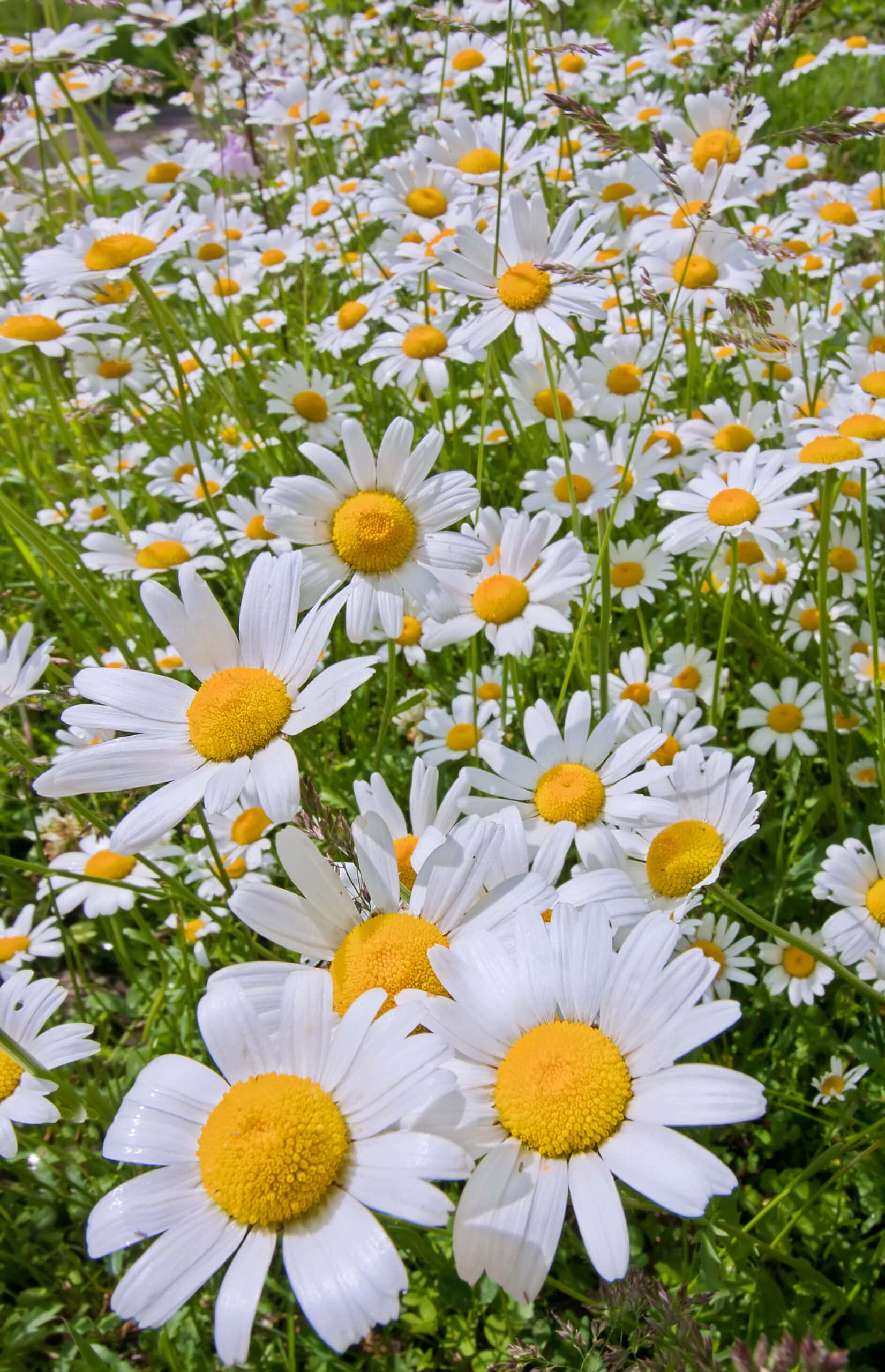 Kamilleekstrakt økologisk Co2