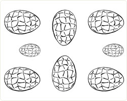 Former i plast, egg. 6 store, 2 små x 1